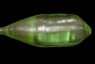 LuAG(Pr) Scintillators